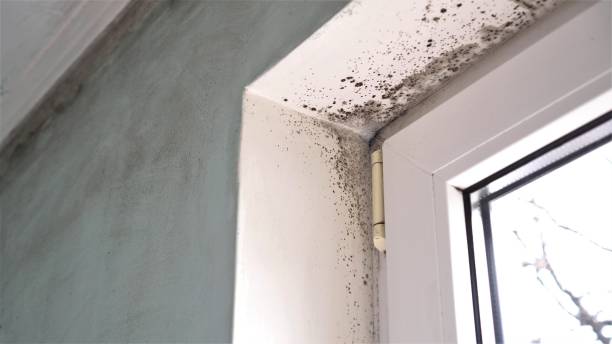 Best Attic Mold Removal  in Auburn Hills, MI