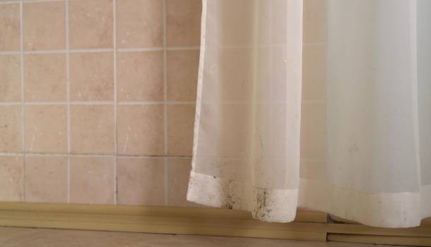 Best Black Mold Removal  in Auburn Hills, MI