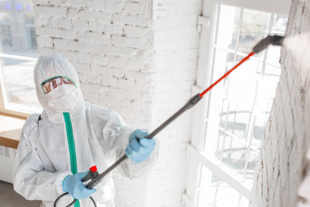  Auburn Hills, MI Mold Removal Pros