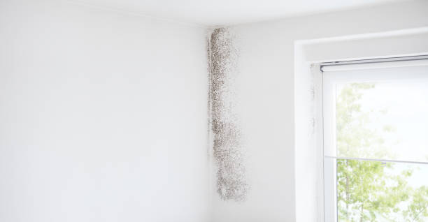 Best Mold Remediation for Healthcare Facilities  in Auburn Hills, MI