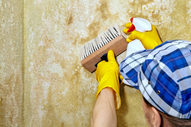 Best Indoor Air Quality Assessment  in Auburn Hills, MI