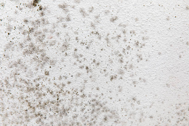 Best Mold Remediation for Rental Properties  in Auburn Hills, MI
